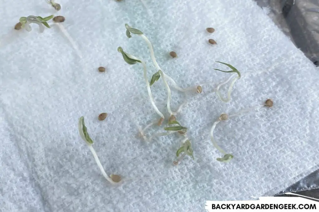 Sprouted Seeds in Paper Towels