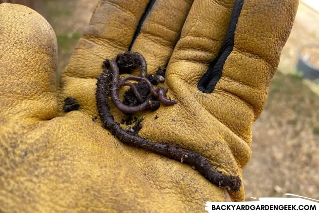 Worms from My Backyard Garden