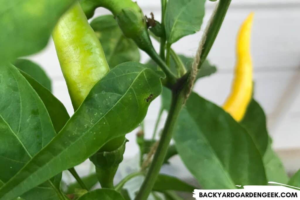 Ant on Cayenne Pepper Plant