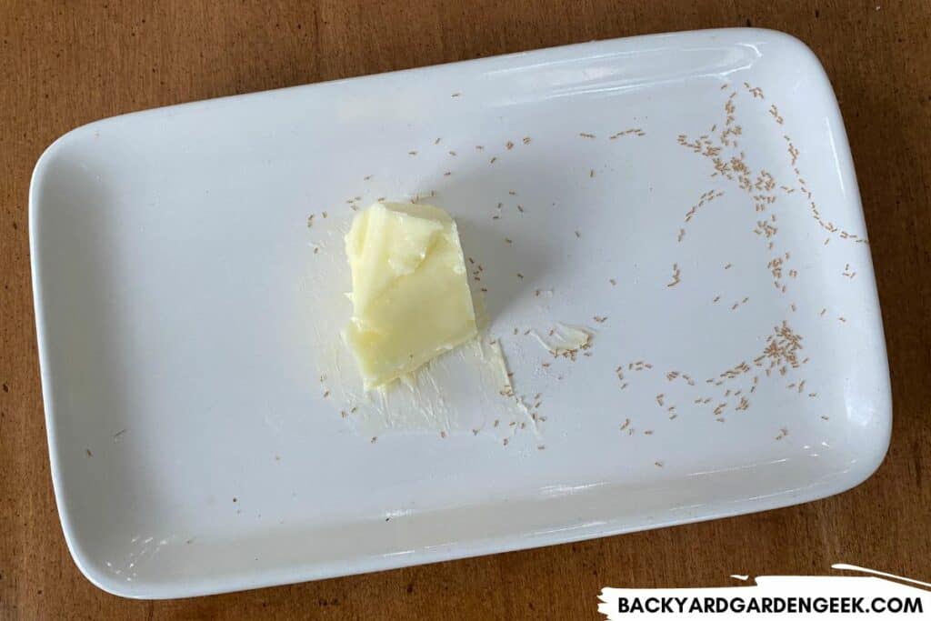 Ants Crawling Around a Butter Dish