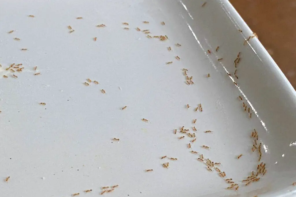 Ants Crawling on a Counter