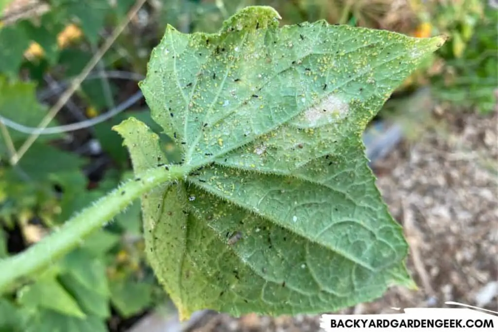 Ants Tending to Aphids on a Cucumber Plant