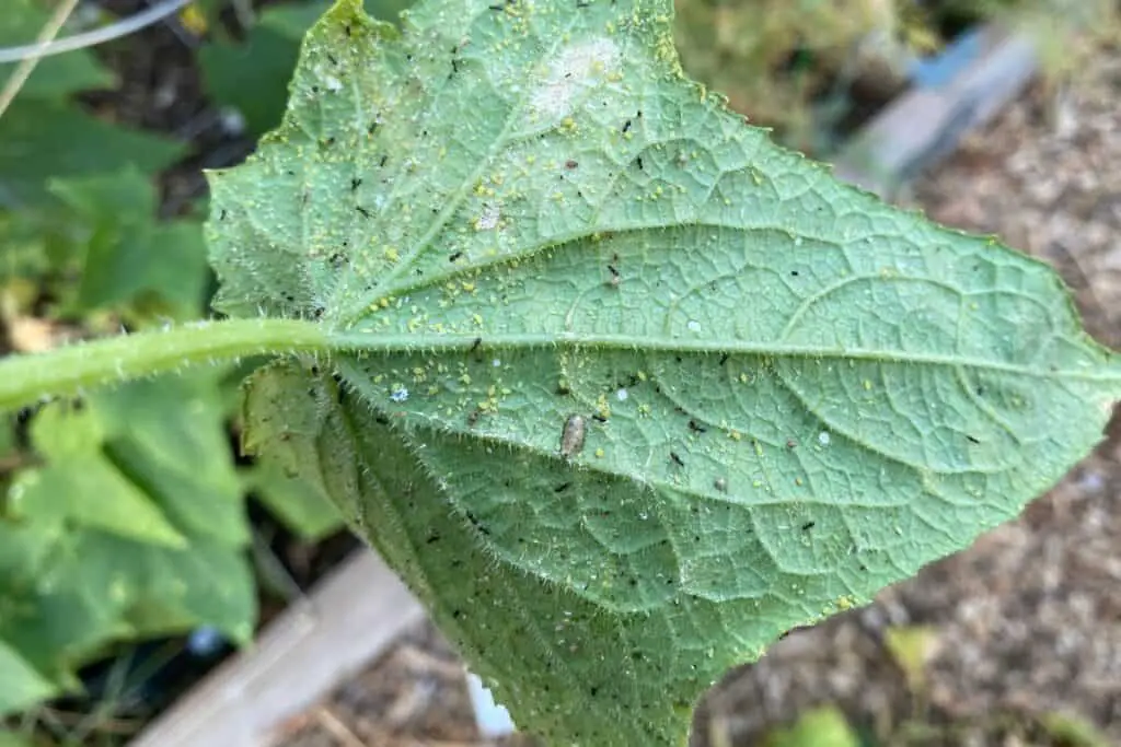 Aphids and Ants on Cucumber Leaves