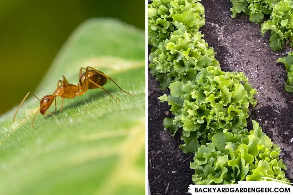 Ants and Heads of Buttercrunch Lettuce