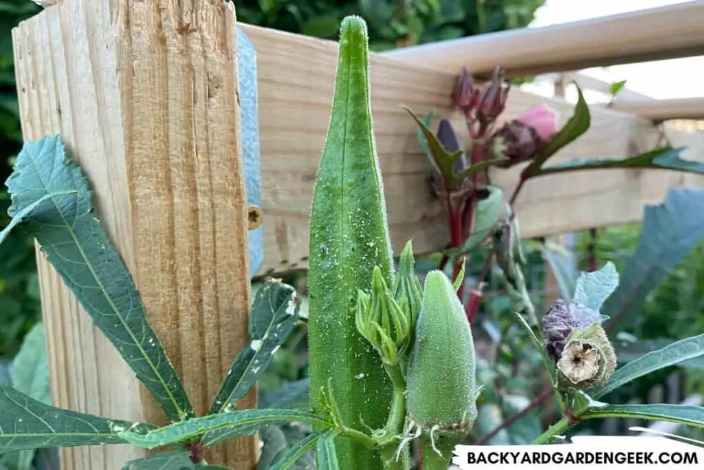 Aphid Exoskeletons on Green Okra Plant