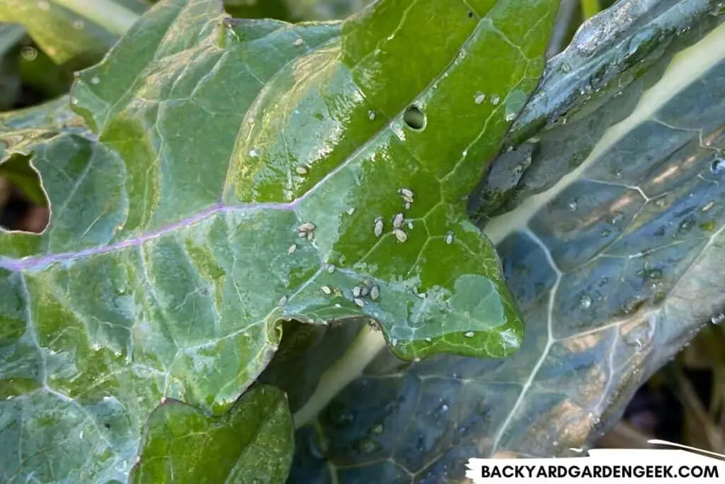 Aphids After a Rainstorm