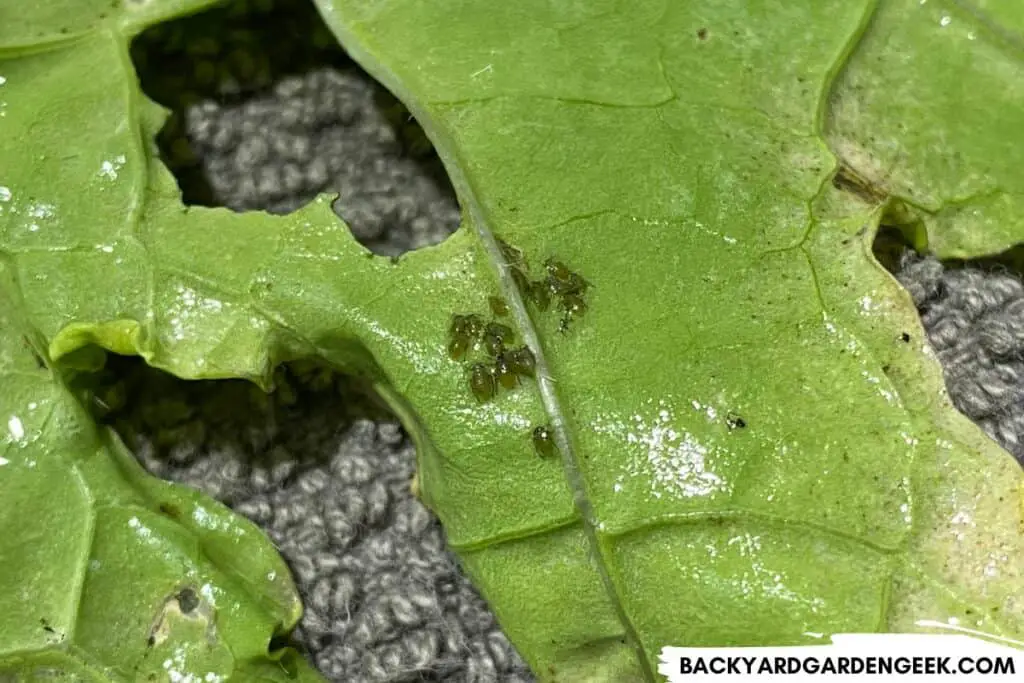 Aphids Clinging to Plant After Washing with Water