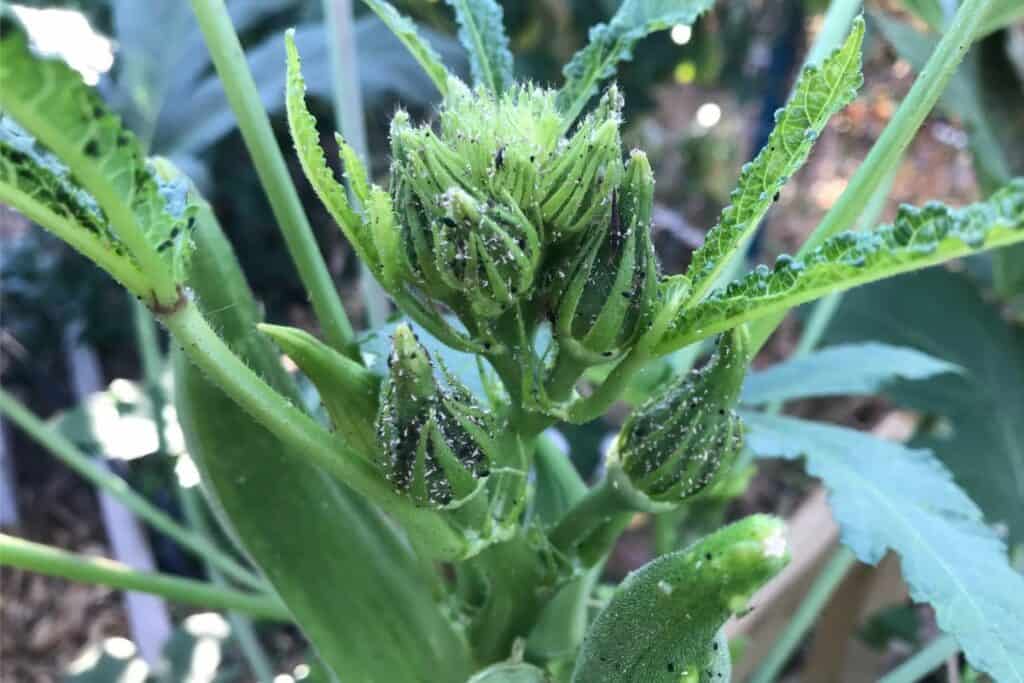 Aphids Clustered on Okra Pods