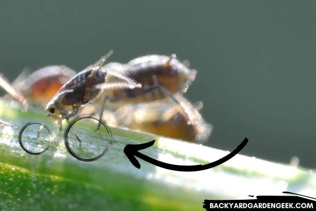 Aphids Crawling on a Stem