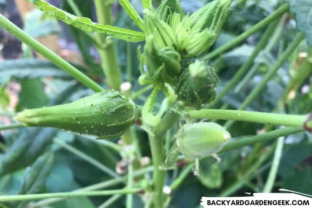 Aphids Feeding on Okra Pods