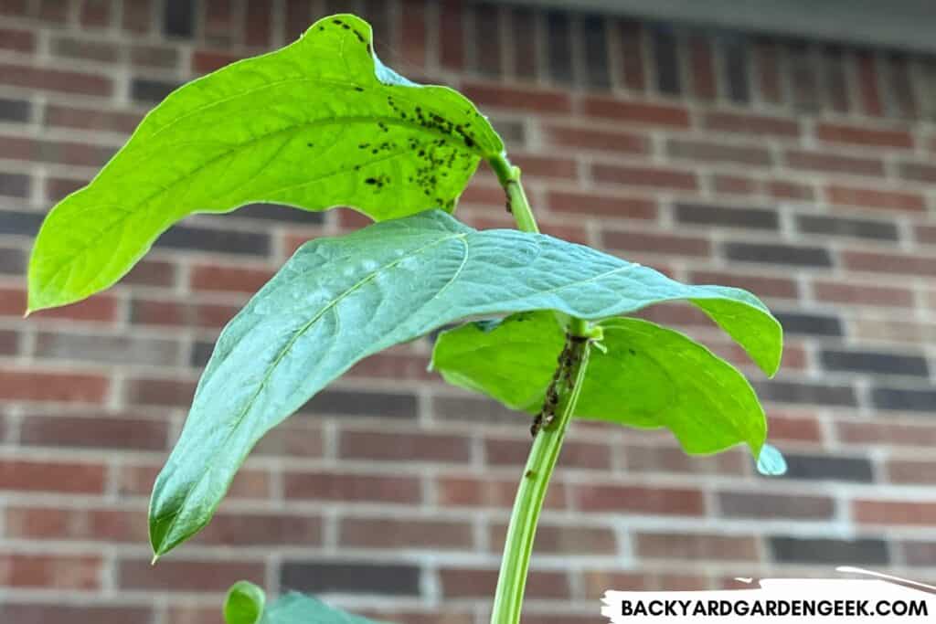 Aphids Hiding on Leaves and Stems of a Bean Plant