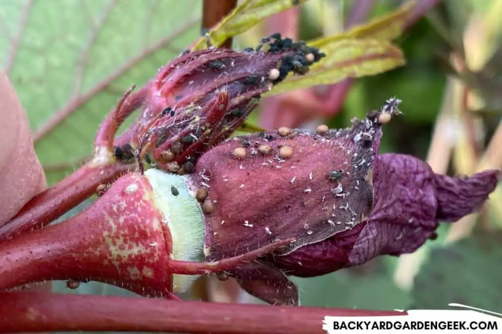 Aphids Mummies on a Red Okra Plant