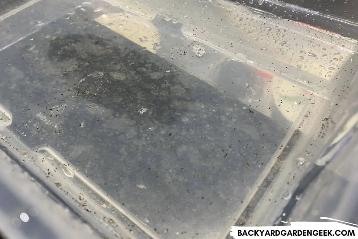 Get Rid of Ants on Your Lettuce in 4 Easy Ways Backyard Garden Geek