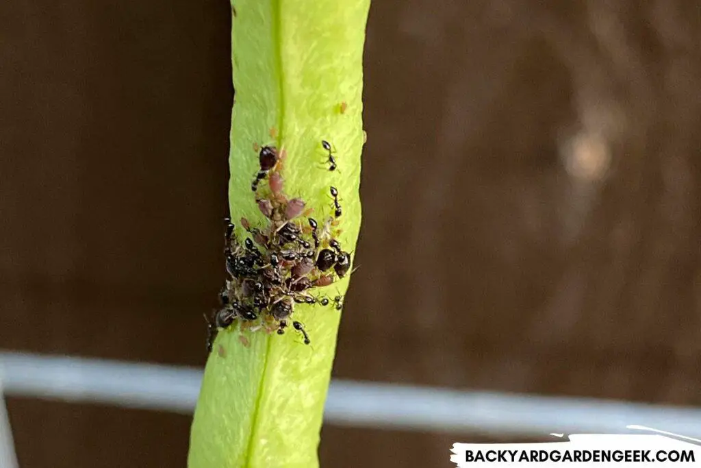 Aphids and Ants Gathering on a Bean Plant
