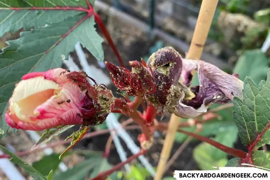 Aphids and Ants on a Red Okra Plant