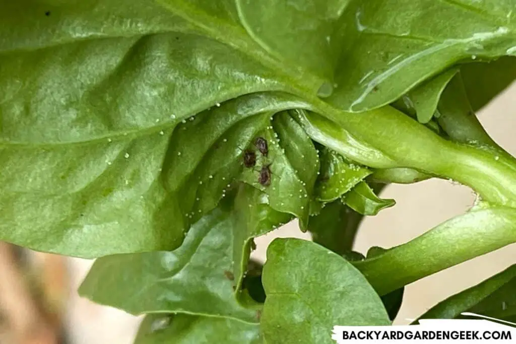 Aphids and Honeydew Droplets