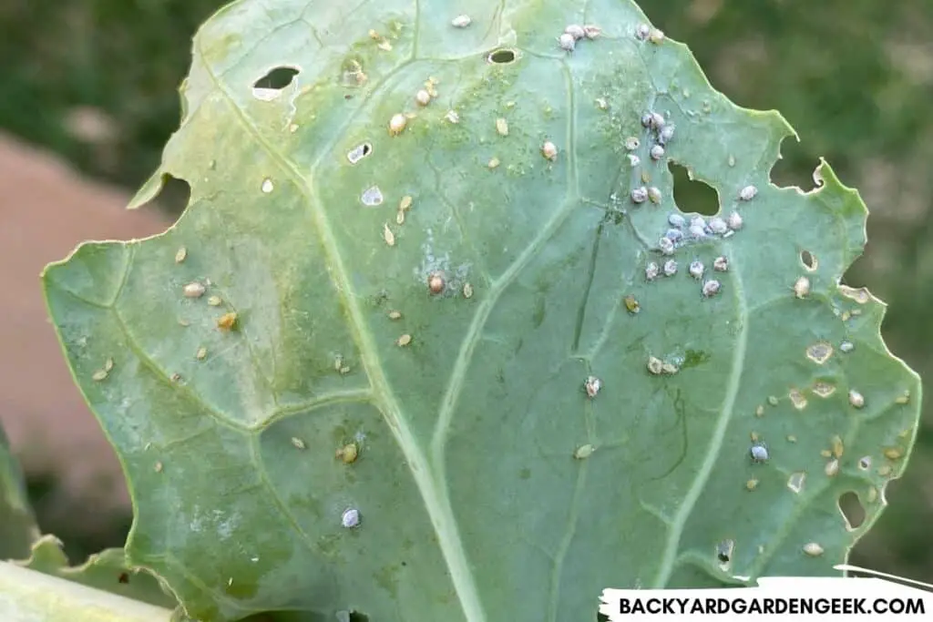 Aphids on Collards