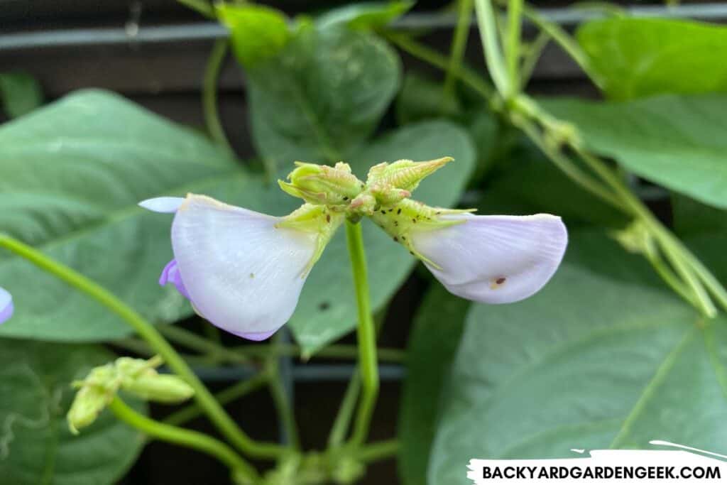 Aphids on Flower Buds of Bean Plant