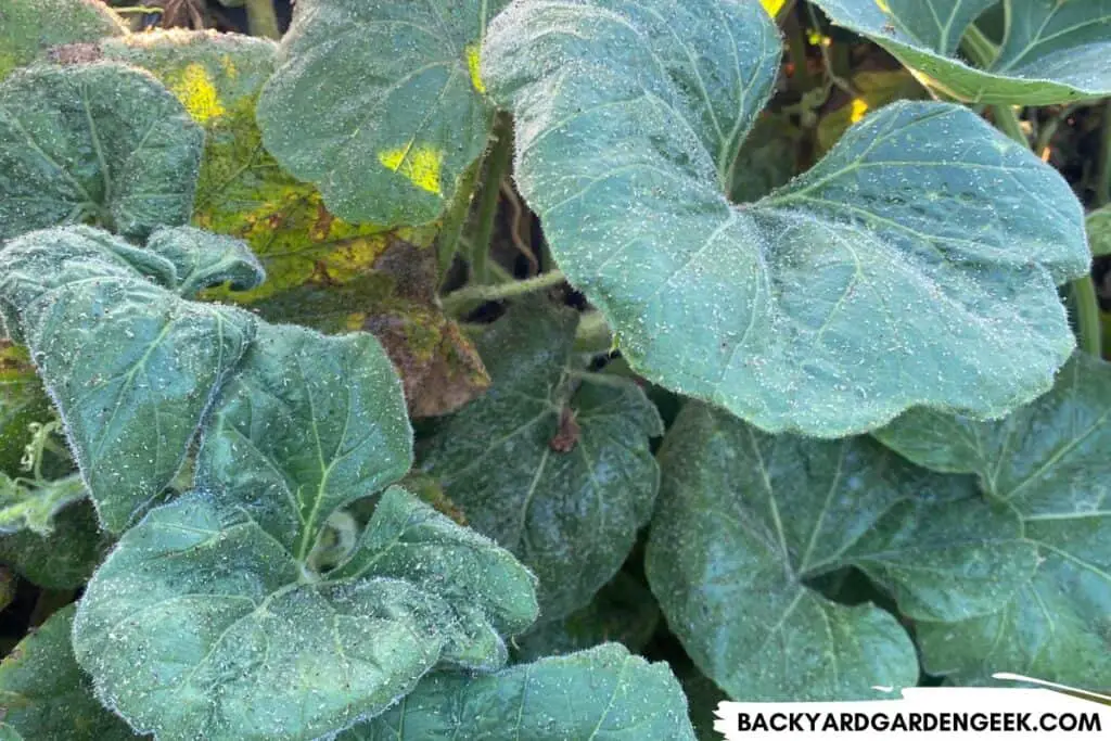 Aphids on Loofah Plants