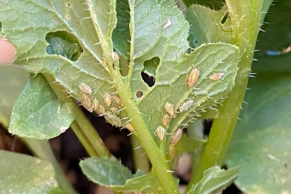 Aphids on Turnip Greens