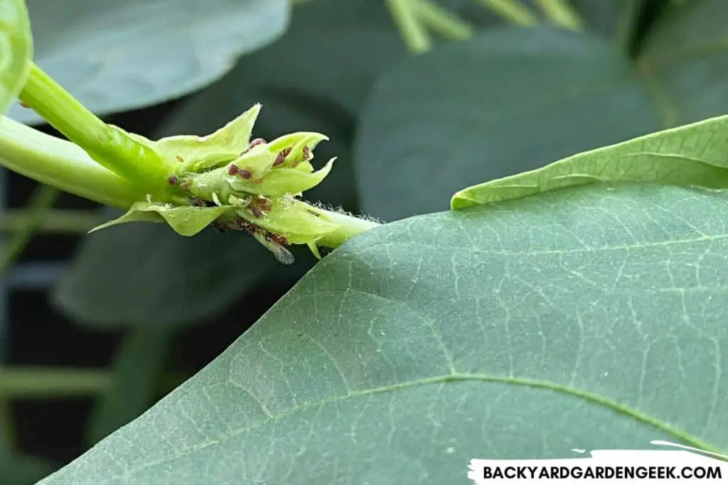 Aphids on a Bean Plant