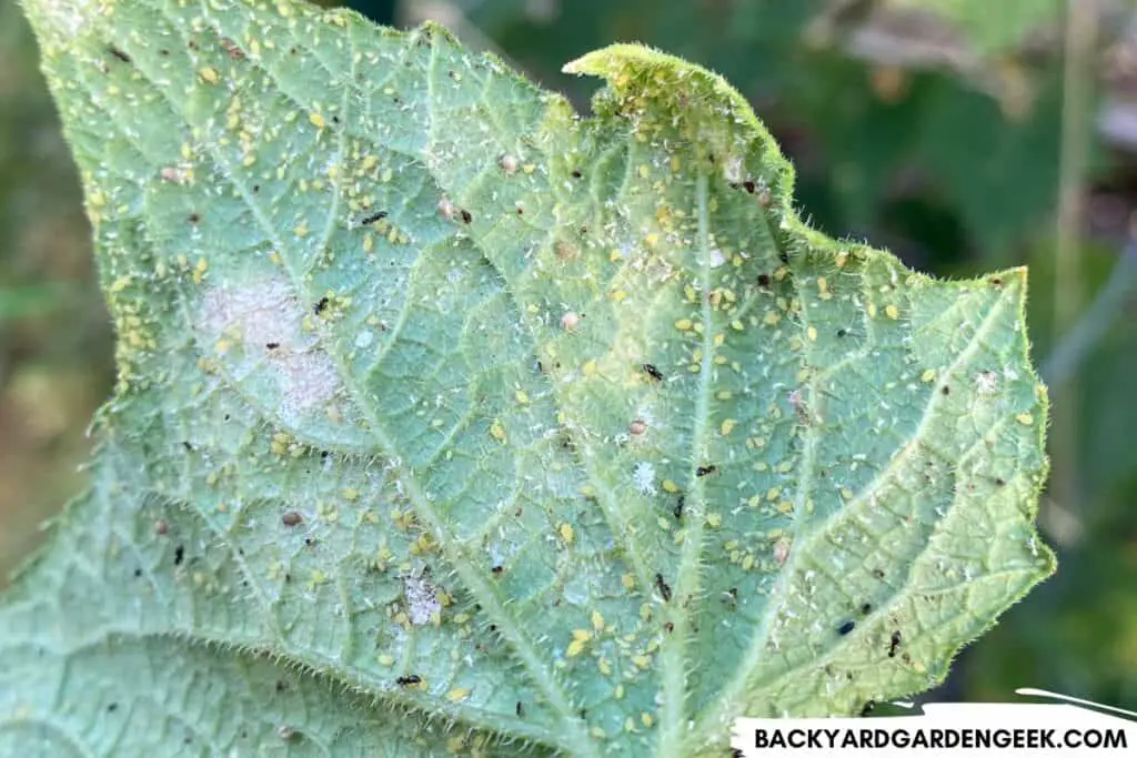 Aphids on a Cucumber Leaf