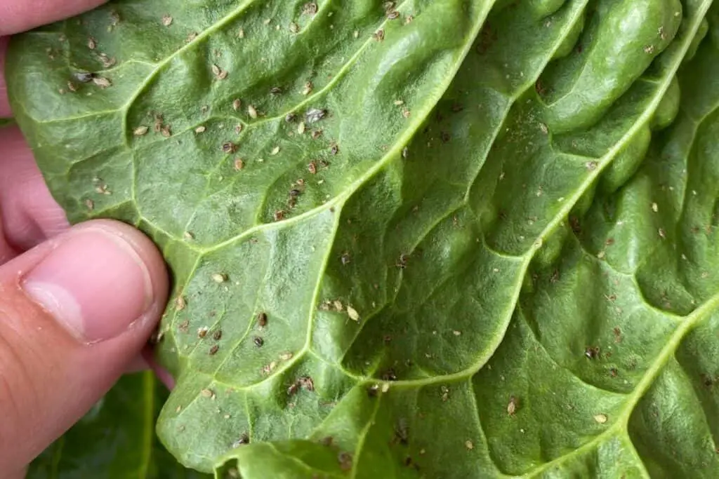 Aphids on a Leaf