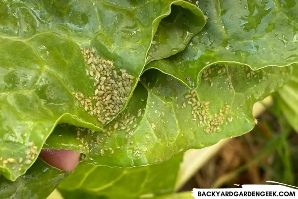 Aphids on a Plant Leaf