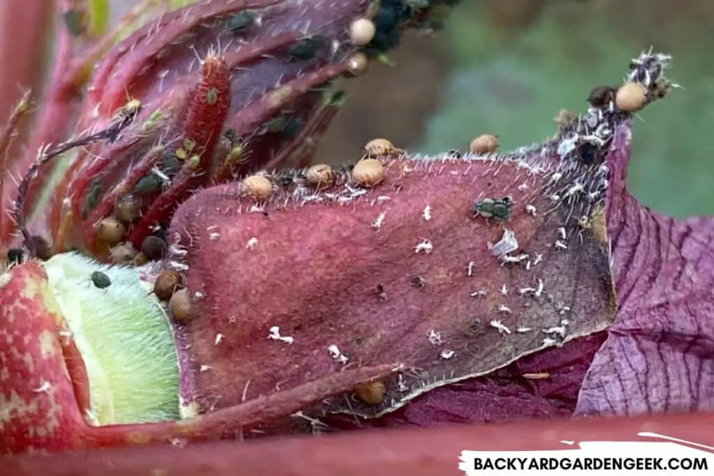Aphids and Aphid Mummies on a Red Okra Plant
