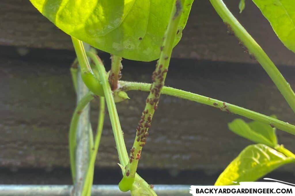 Aphids on the Stem of a Yardlong Bean Plant