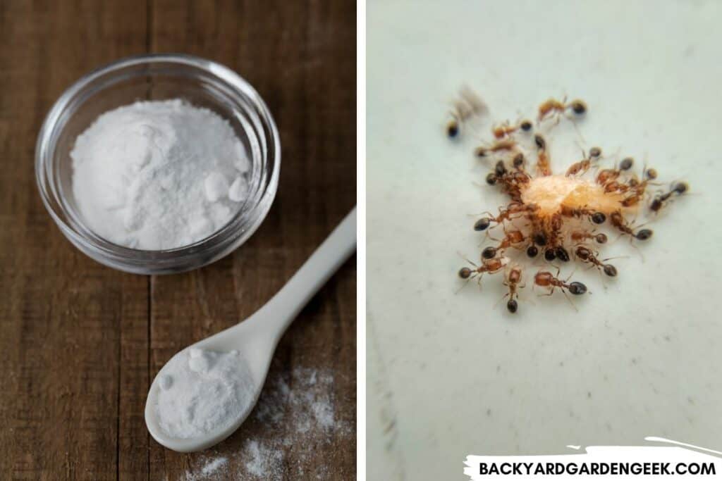 Baking Soda and Ants