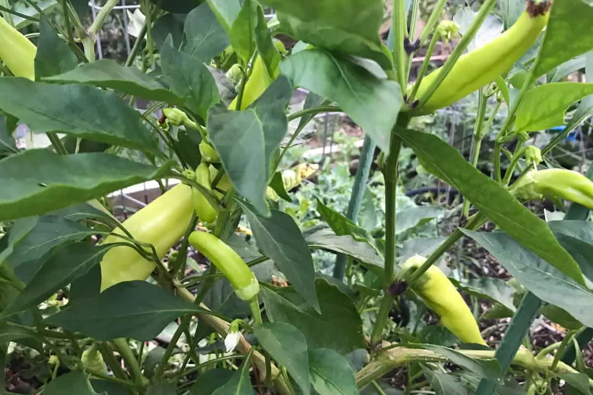 Banana Pepper Plant