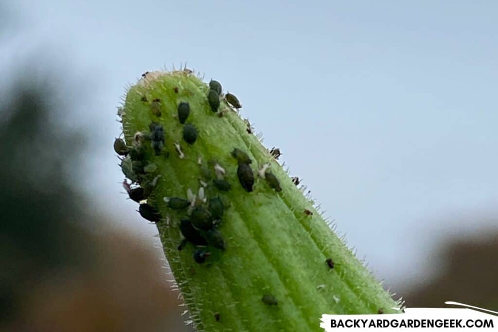 Black Aphids on Okra