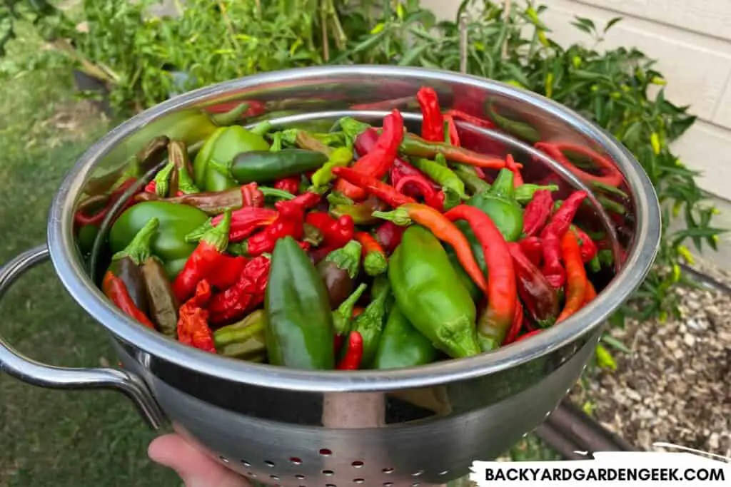 One of My Bountiful Pepper Harvests