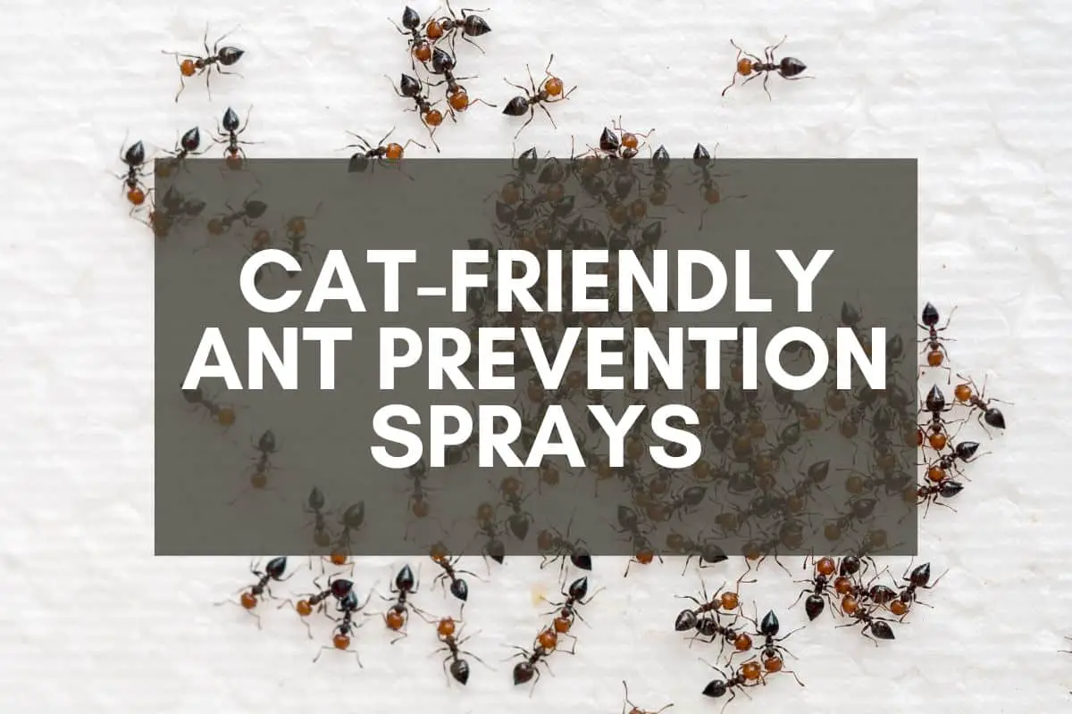 Cat-Friendly Ant Prevention Sprays