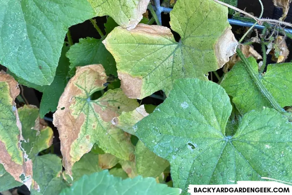 Cucumber Leaves Damaged by Aphids