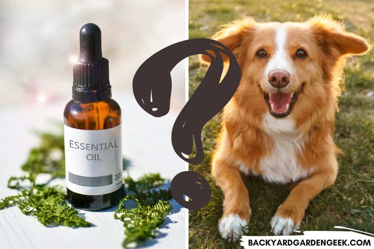 Preventing Ants with Essential Oils + Keeping Dogs Safe Backyard