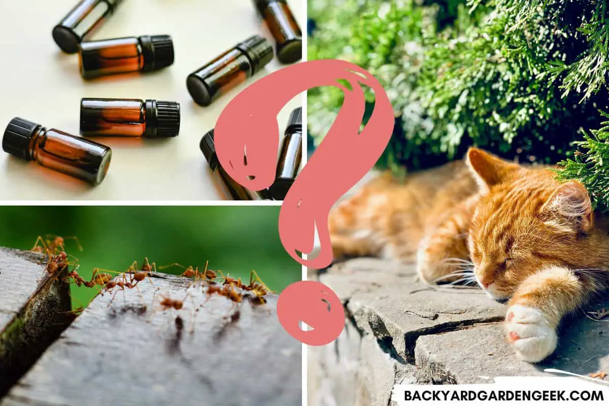 Ant Prevention with Essential Oils Are They Safe for Cats? Backyard Garden Geek