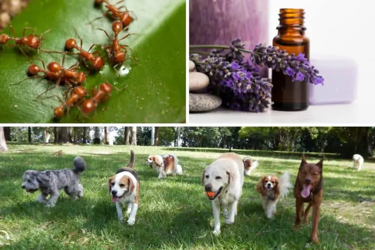 Preventing Ants with Essential Oils + Keeping Dogs Safe