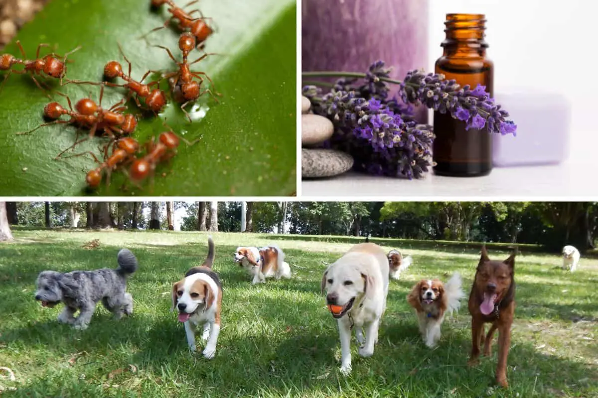 Essential Oils for Ants While Keeping Dogs Safe