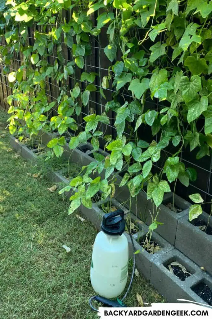 Garden Sprayer with Soapy Water