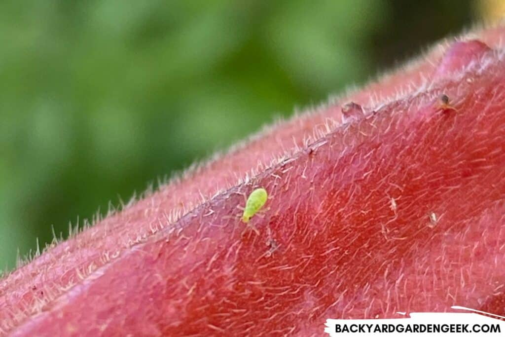 Green Aphid on Red Okra Plant