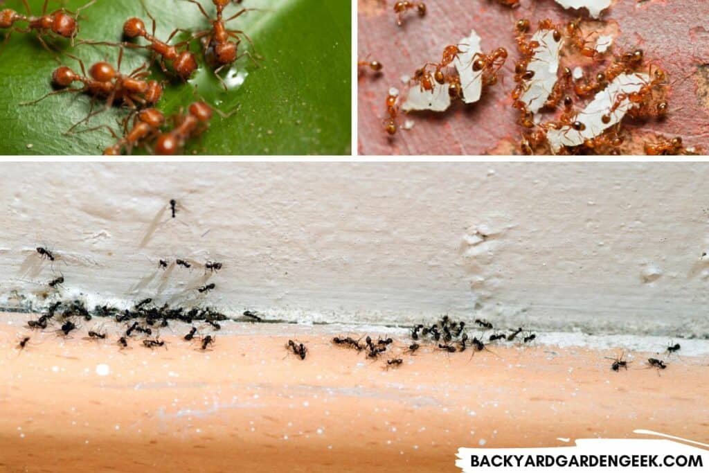 Images of Ants