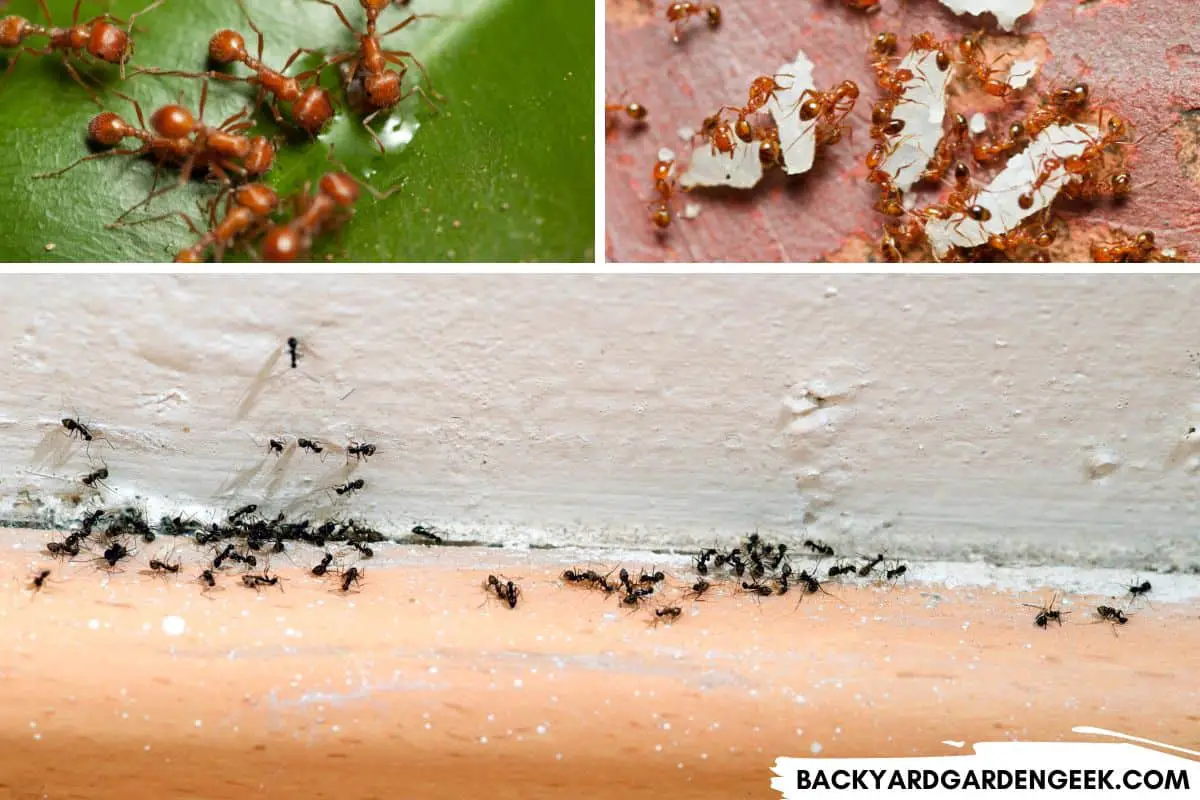 Ant Prevention with Essential Oils Are They Safe for Cats? Backyard