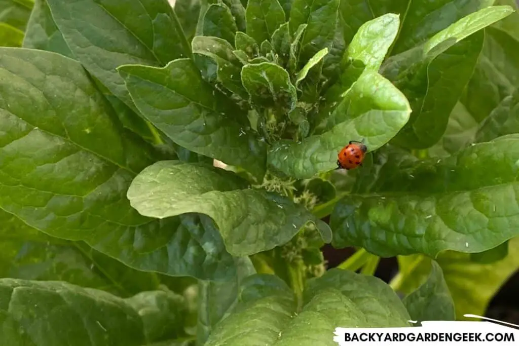 Ladybug Eating Aphids on a Spinach Plant