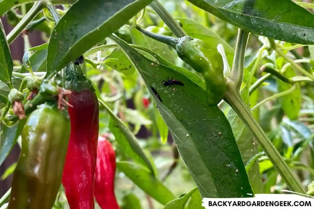 Ladybug Larvae on Pepper Plants