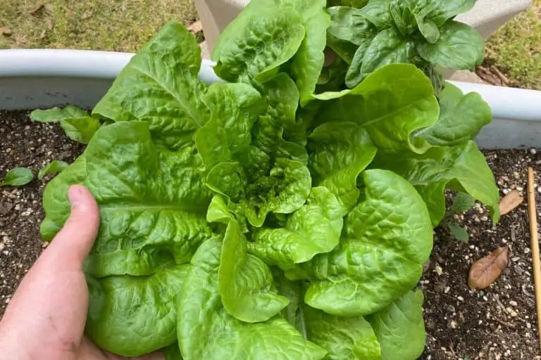 Get Rid of Ants on Your Lettuce in 4 Easy Ways