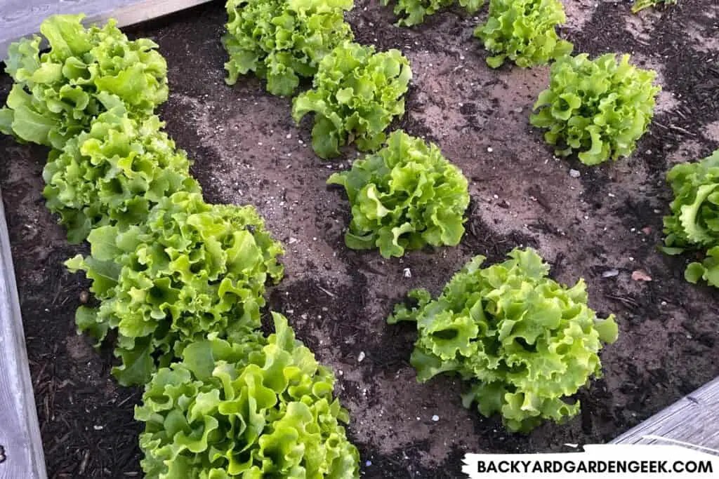Lettuce Growing in a Raised Bed
