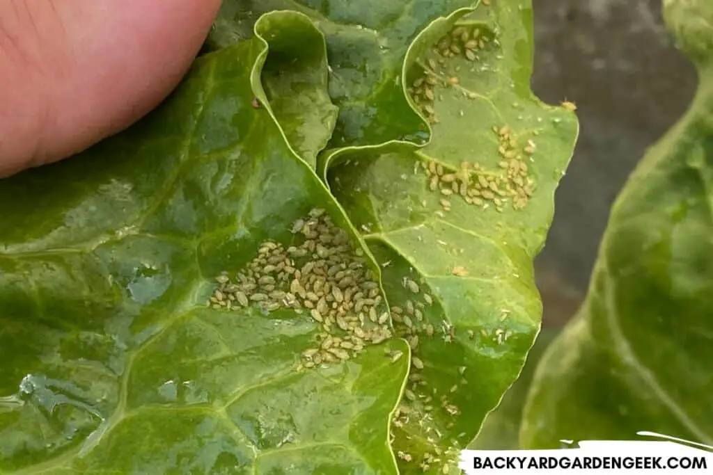 Lots of Aphids on a Leaf