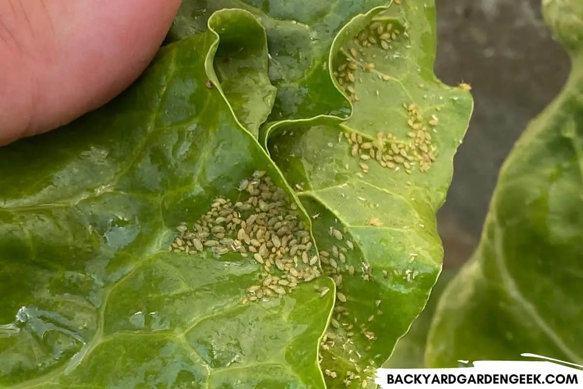 Get Rid of Ants on Your Lettuce in 4 Easy Ways Backyard Garden Geek
